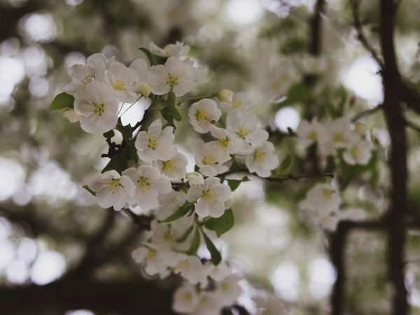 Blossom Fragrance Collection