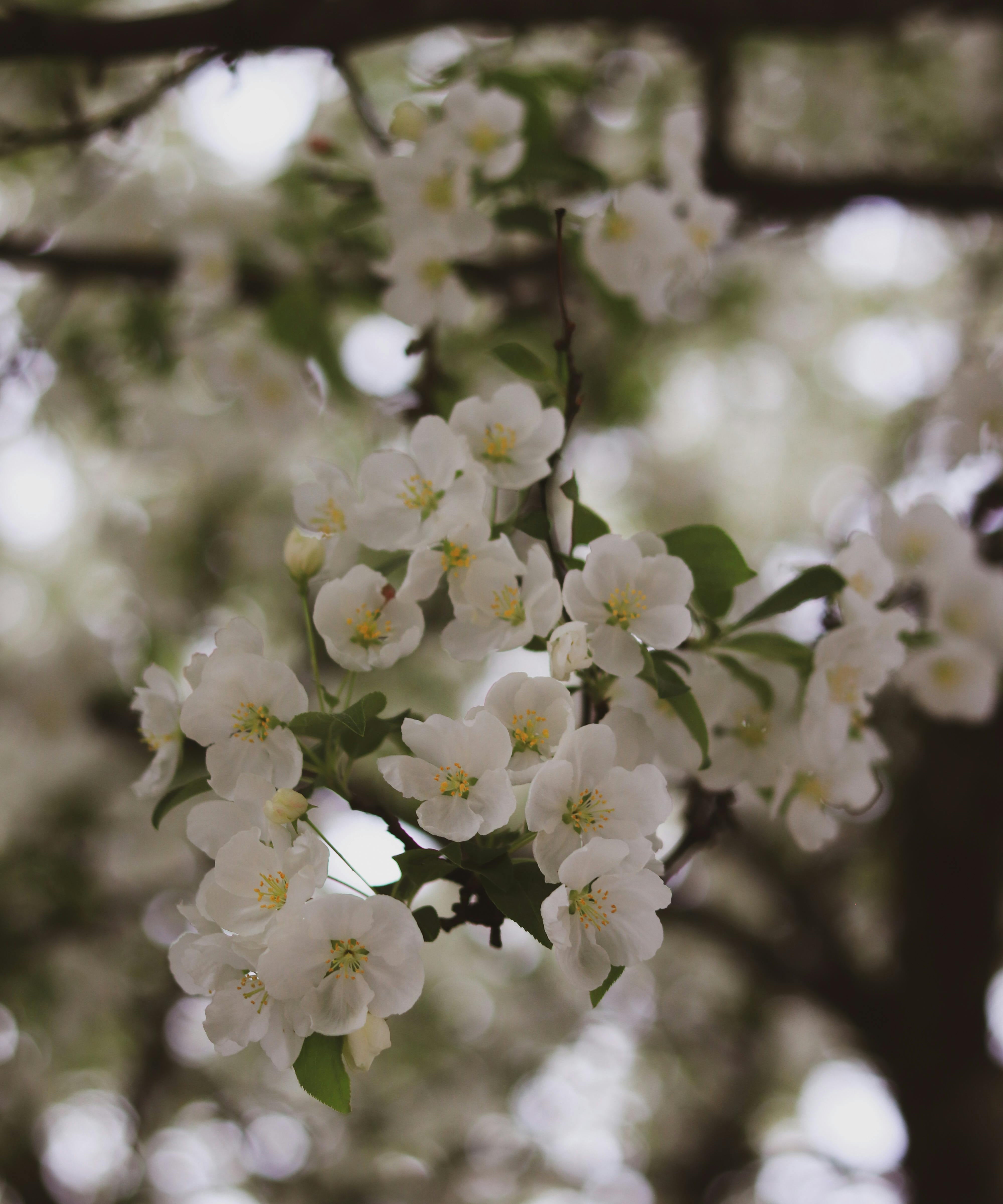 Blossom Incense Cones - LK VERDANT