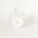 The Always White Forever Rose