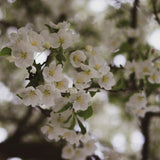 Blossom Fragrance Collection