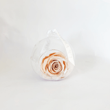 The Always Pearl Pink Forever Rose - Shop for Flowers and Forever Roses - LK VERDANT