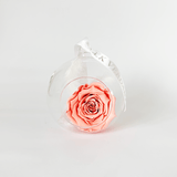 The Always Coral Rose Forever Rose - Shop for Flowers and Forever Roses - LK VERDANT