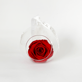 The Always Red Forever Rose - Shop for Flowers and Forever Roses - LK VERDANT