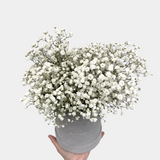 Baby's Breath Hatbox Flowers - LK VERDANT